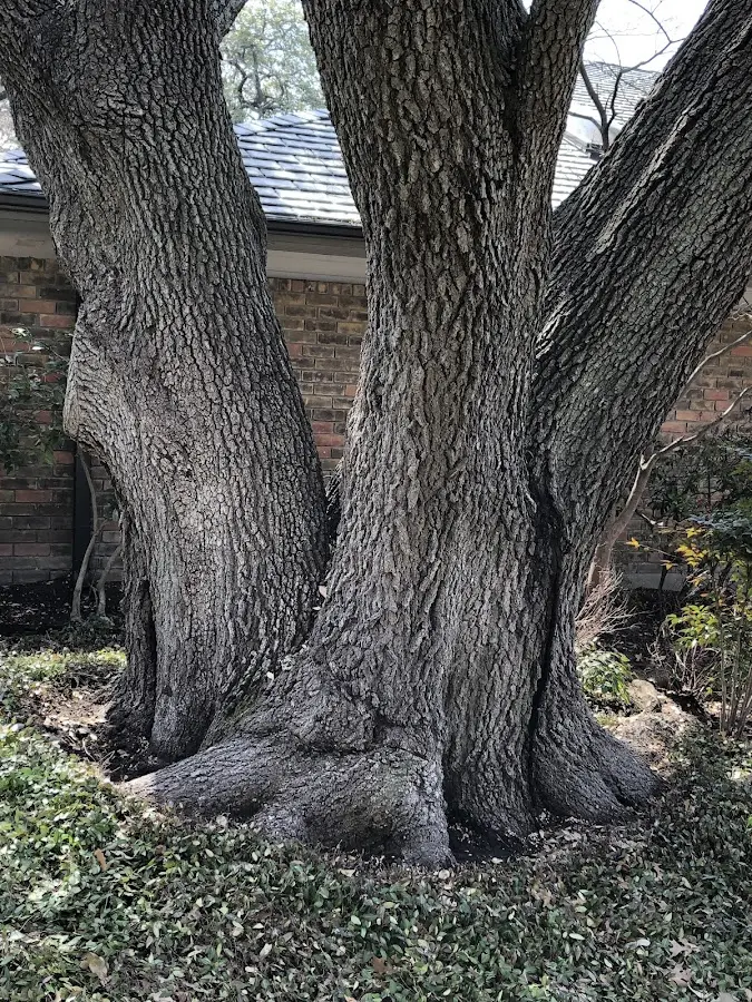 Mature heritage tree close to a Harrah property cared for by certified arborists